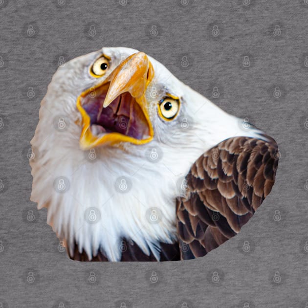 Bald Eagle shout by dalyndigaital2@gmail.com